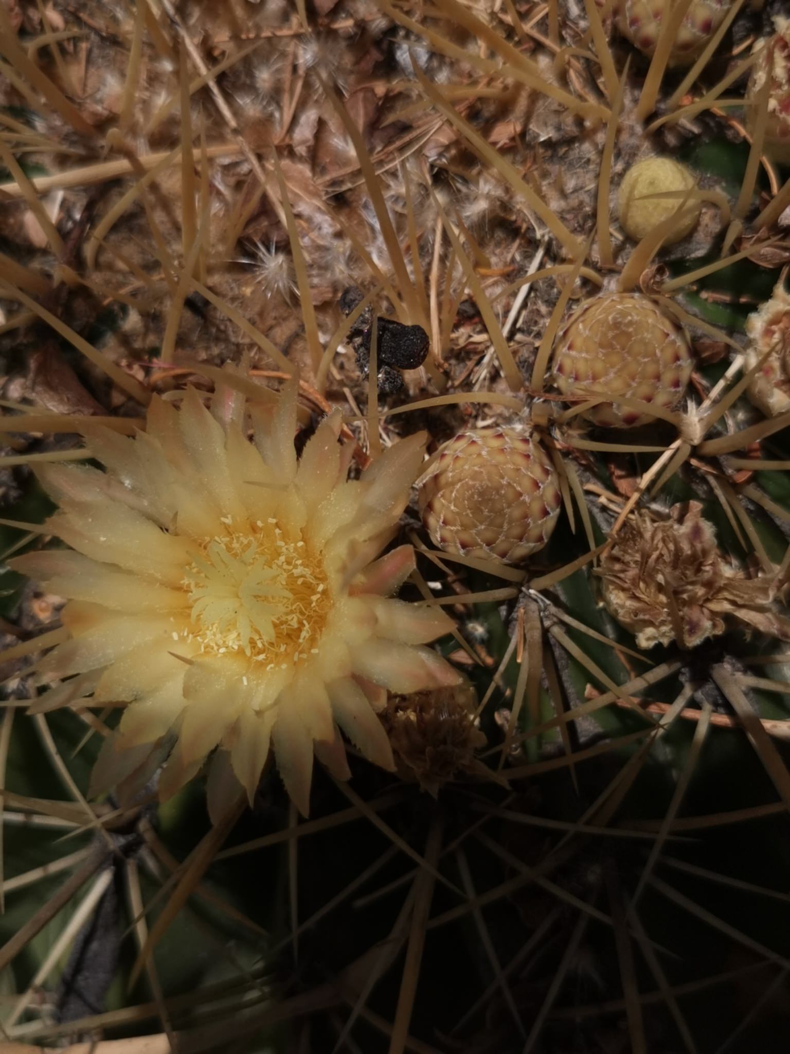 Ferocactus histrix